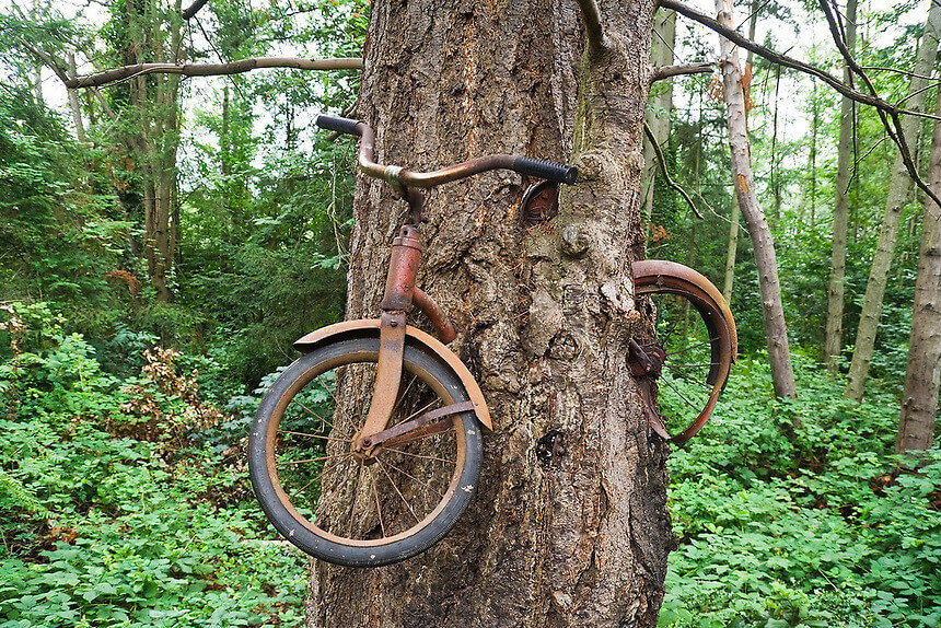 Chiếc xe đạp bị “nuốt chửng” giữa thân cây ở Washington