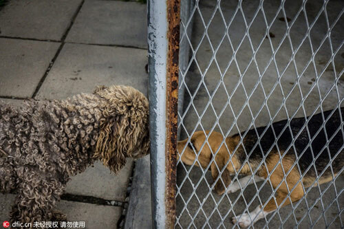 Cún cưng của Xiaoyu của giao tiếp với một con chó tại một trung tâm chăm sóc tại Pháp
