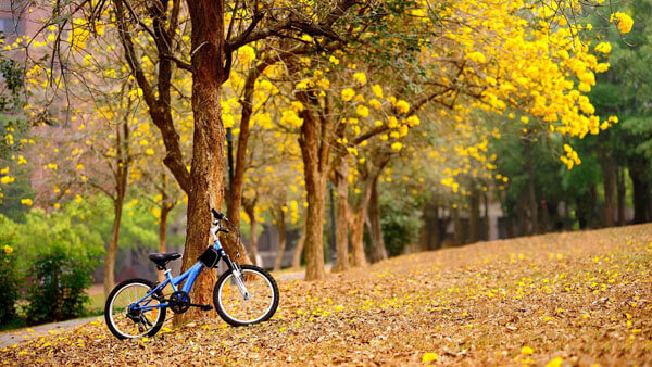 Vào mùa thu việc đạp xe trên những con đường trong công viên với hai hàng cây lá vàng sẽ là một trải nghiệm khó quên với tất cả mọi người